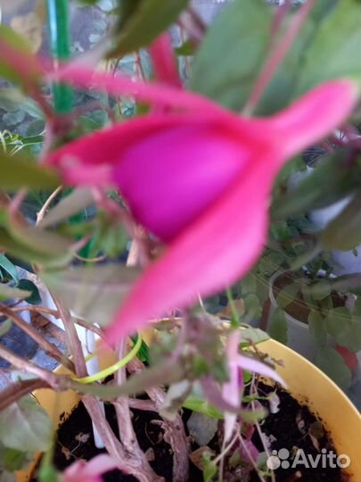 Фукция розовофиалетовая
