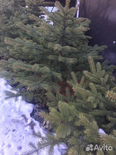 Елки с комом