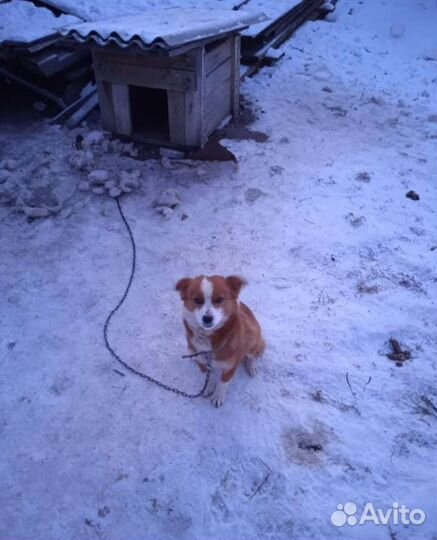 Собачка в добрые руки