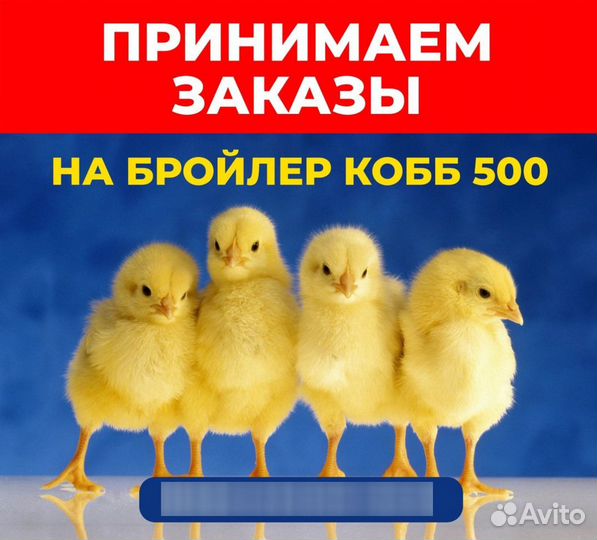 Цыплята бройлеры Росс 308 Венгрия