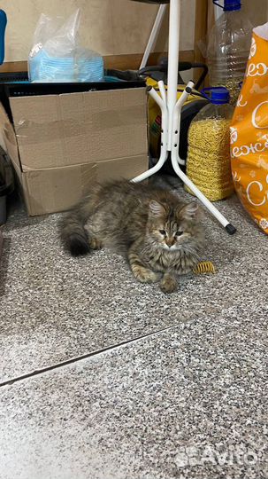 Кошка ищет дом