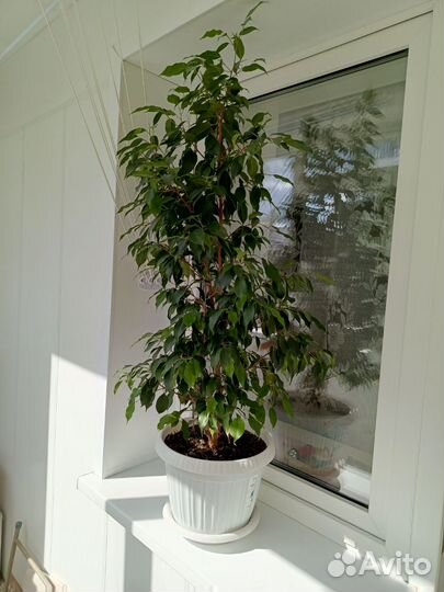 Комнатный цветок 