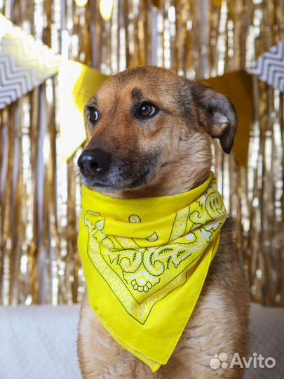 Красавица Лакки из приюта в добрые руки