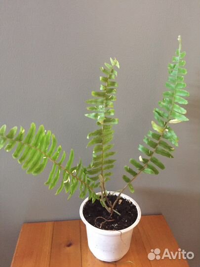 Нефролеписы сортовые