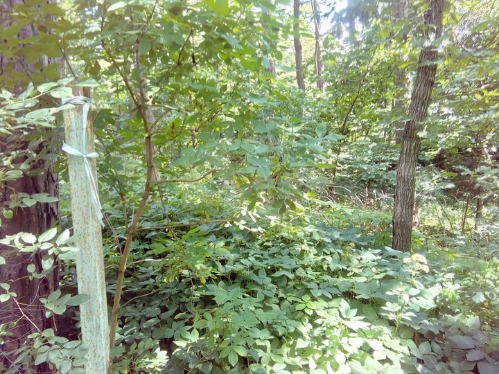 Участок 7,2 сот. (ИЖС)