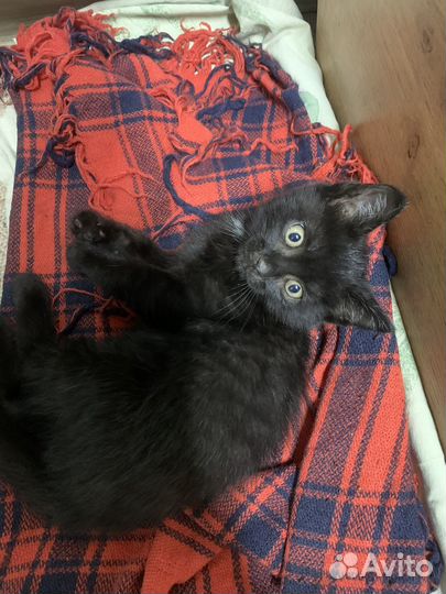 Котенок мальчик бесплатно в добрые руки