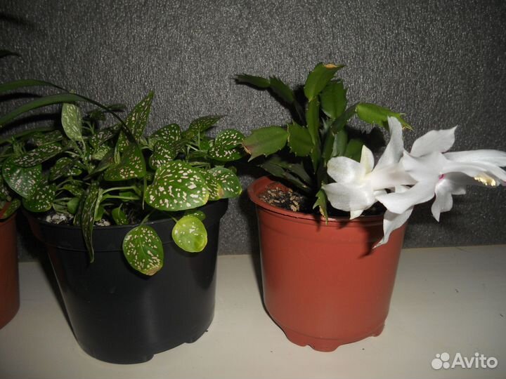 Комнатные цветы