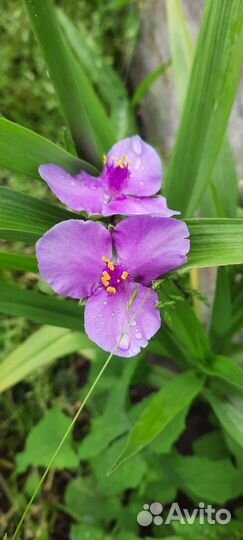 Многолетник- Традесканция садовая цвета разные