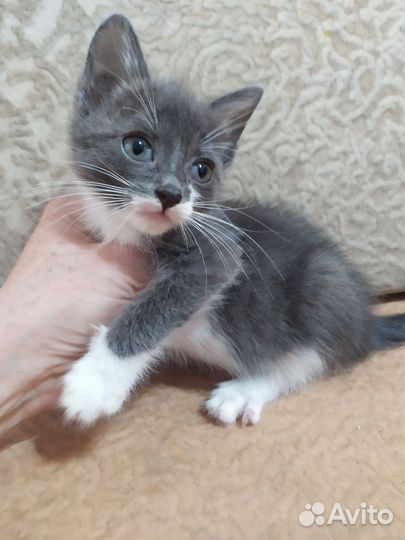 Котенок в добрые руки