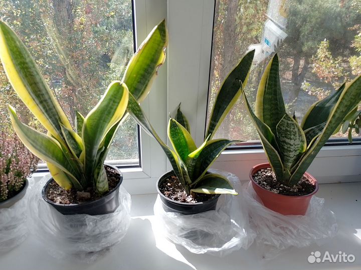 Сансевиерия