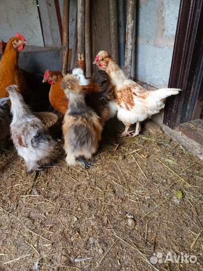 Куры молодки