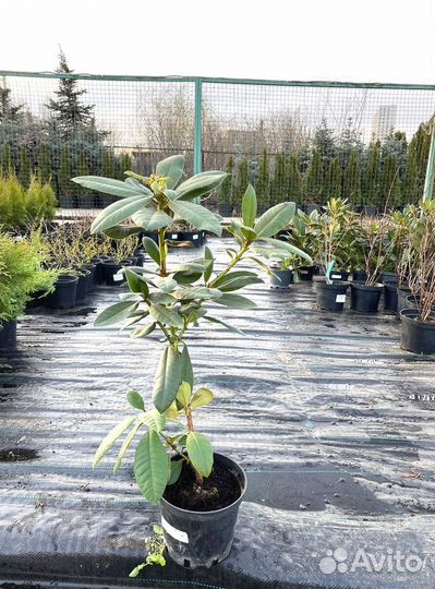 Саженцы рододендрона