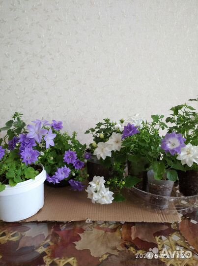 Комн. Цветы