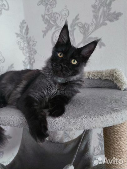 Мейн-кун мальчик