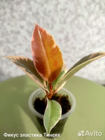 Баттерфляй сингониум