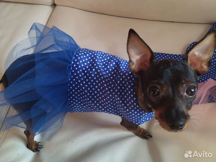 Платье для собаки