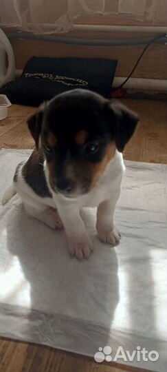 Щенки джек Рассел терьер