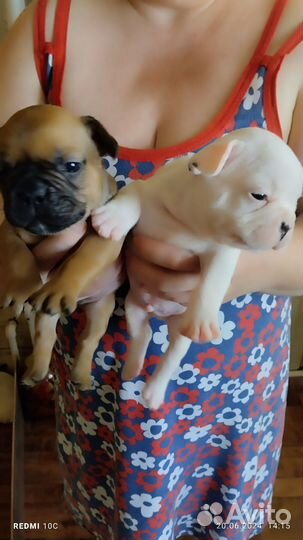 Щенки