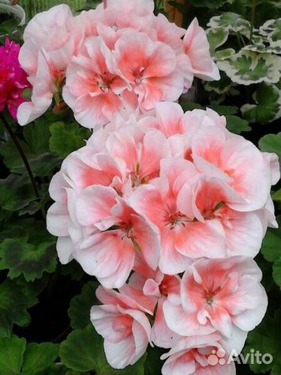 Пеларгония PAC Salmon Queen