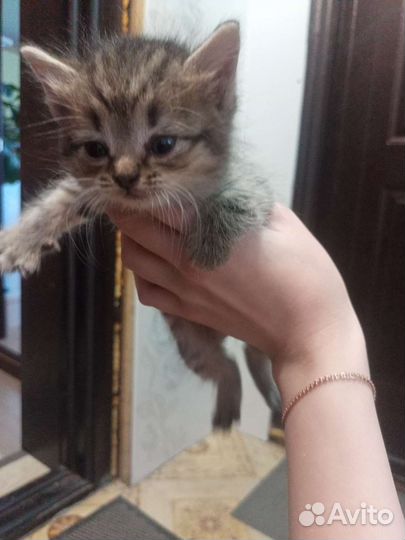 Котята