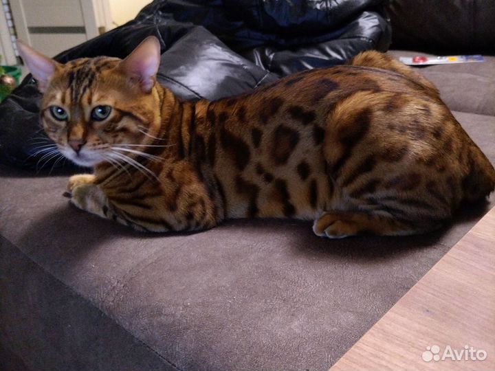 Бенгальский кот вязка