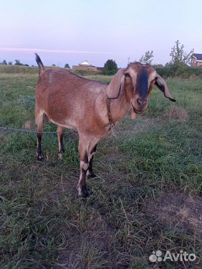 Коза дойная