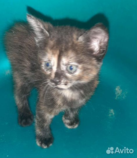 Кошка в дар