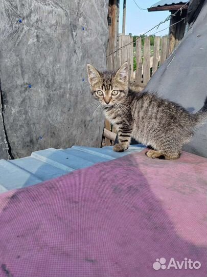 Котенок