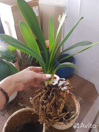 Комнатные цветы кливия