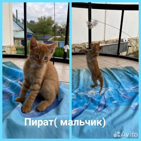 Котята в добрые руки