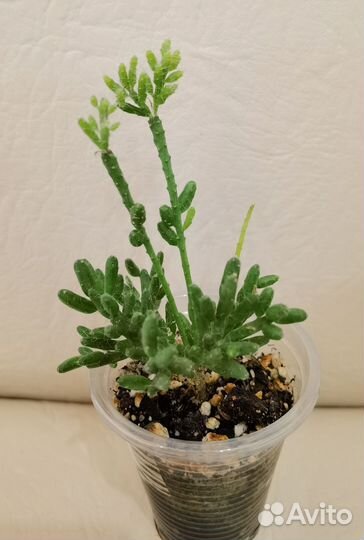 Лесные кактусы