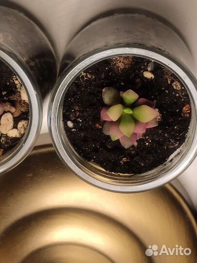 Суккуленты: стапелия, крассула, эхеверия, седум