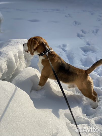 Случка собак