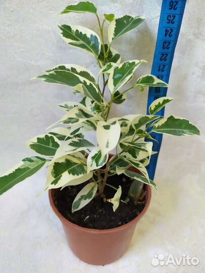 Фикус Бенджамин Замиокулькас