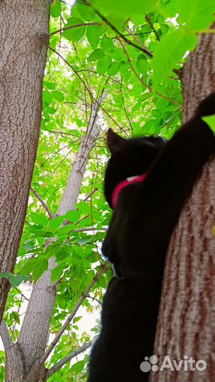 Сфотографирую для вас кота