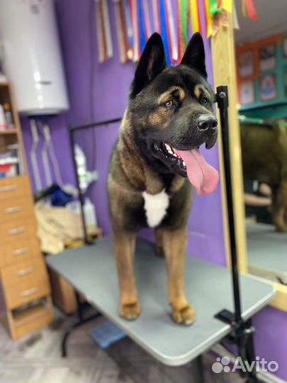 Грумер стрижка собак