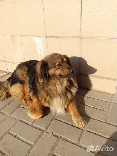 Добрый потеряшка