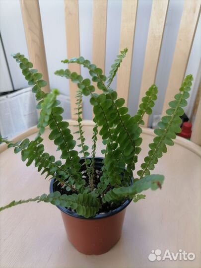 Комнатные растения