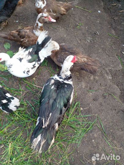 Мускусные утки индоутки