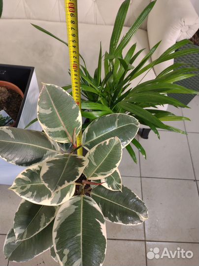 Пальма арека и фикус тинеке в кашпо