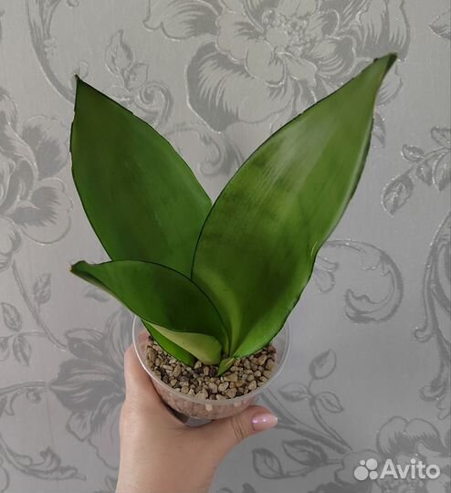 Сансевиерия муншайн