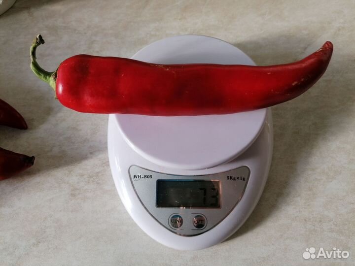 Рассада острого перца