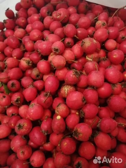 Боярышник крупноплодный плоды