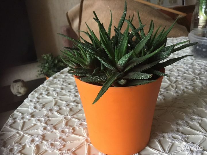 Суккулент домашнее растение