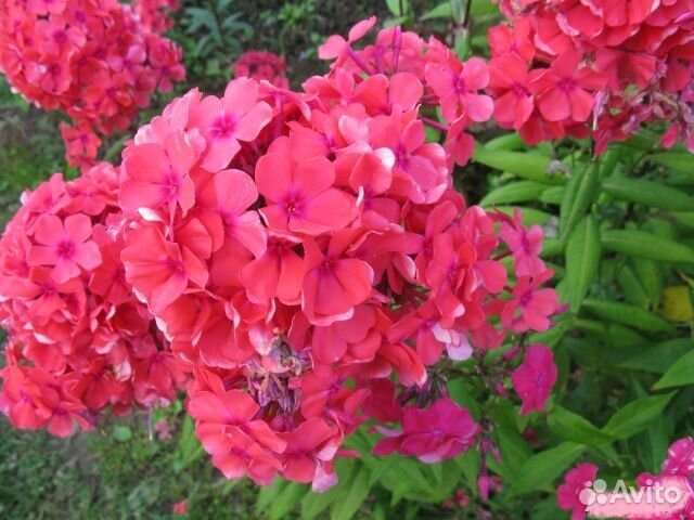 Флоксы: коралловые, сиреневые, малиновые, белые