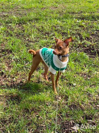 Передержка маленьких собак