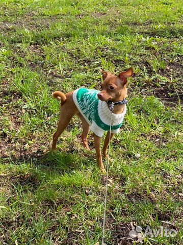 Передержка маленьких собак