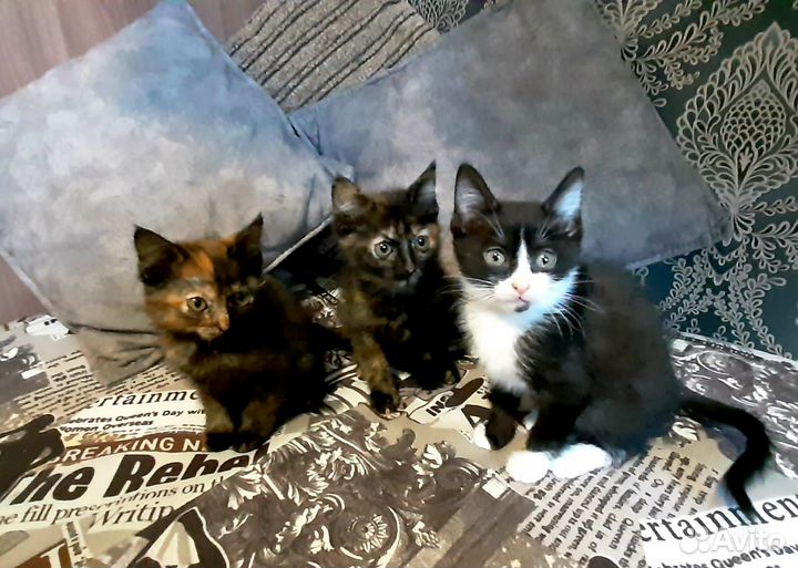 Отдам котят в добрые руки бесплатно