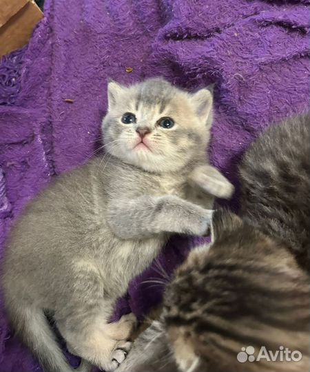 Шотладские котята