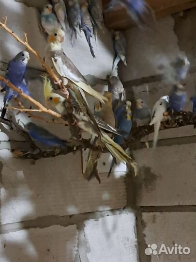 Волнистые попугаи только опт,кареллы,неразлучники